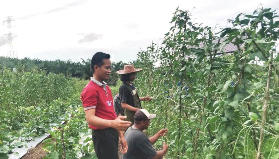 Warga LDII di Kabupaten Tanah Laut menanam sayuran kacang panjang dan terong